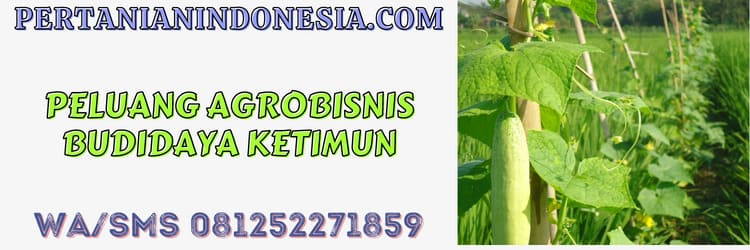 peluang bisnis,agrobisnis,agribisnis,budidaya,budidaya timun